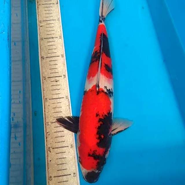 Showa 41cm