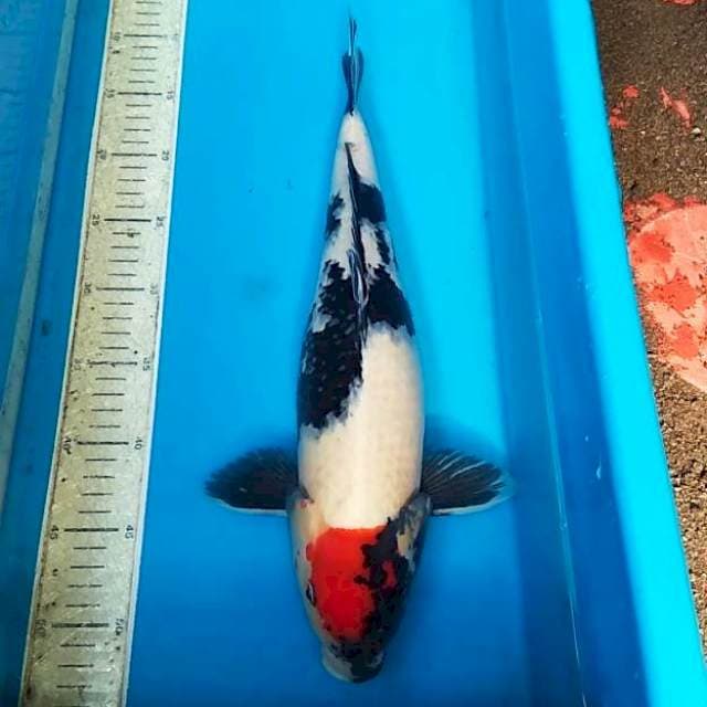 Tancho showa 42cm