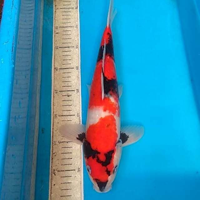 Showa 37cm