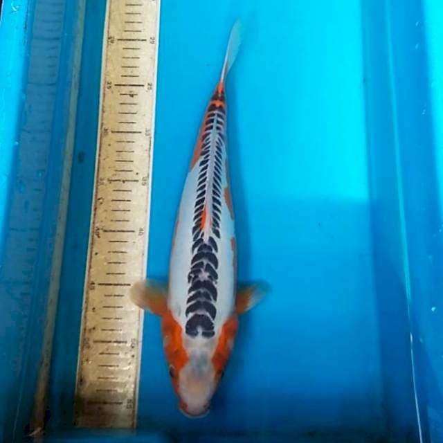 Shusui F1 35cm