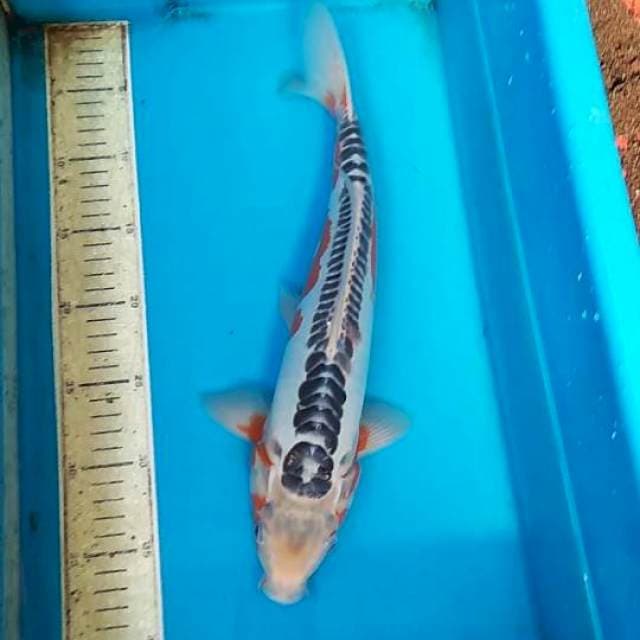 Shusui F1 36cm