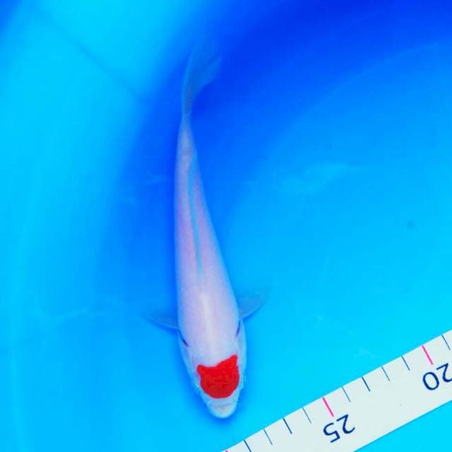 Tancho kohaku ori 15cm