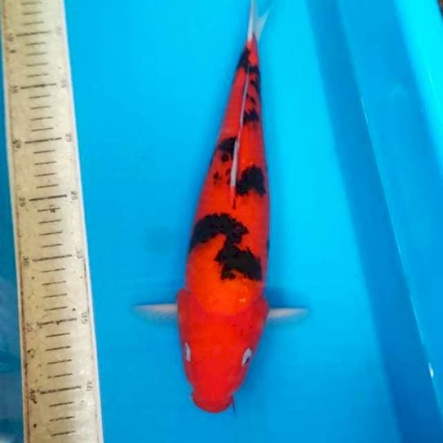 Strong 35cm