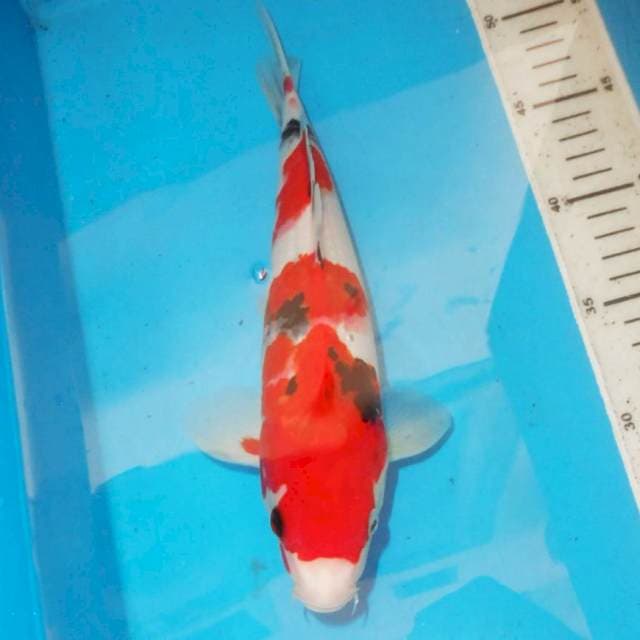 28cm KINDAI sanke