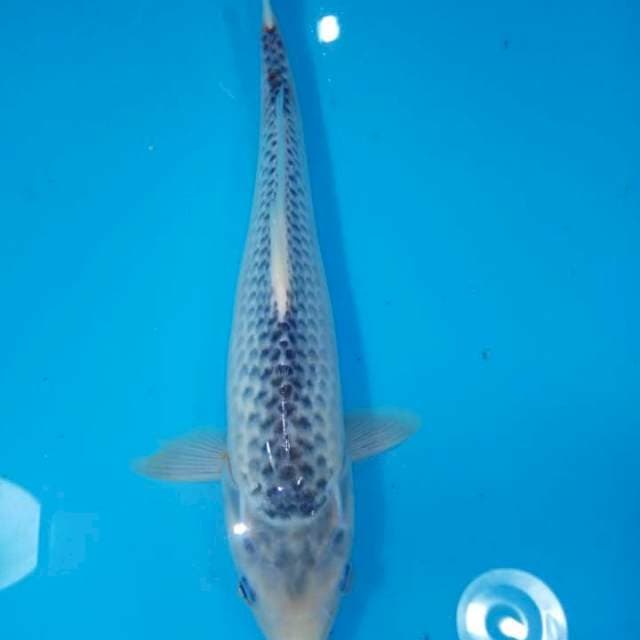 Asagi 35cm