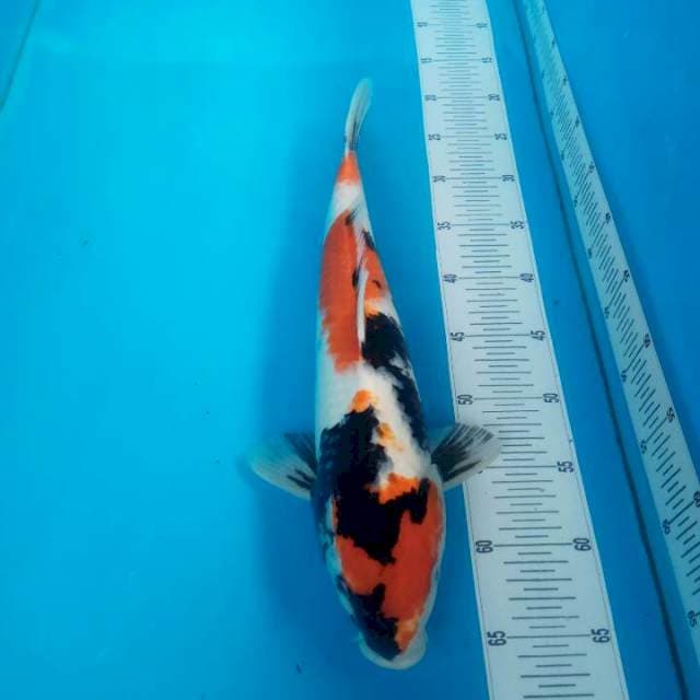 Kindai showa 42cm