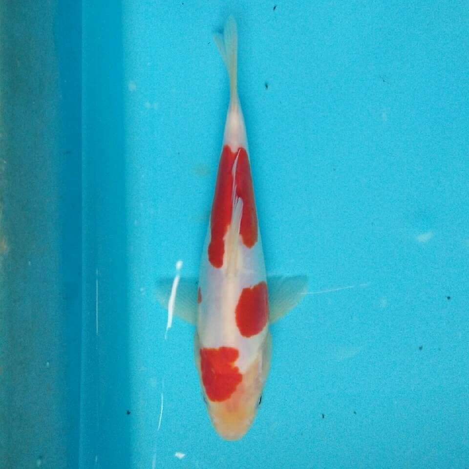 Kohaku doitsu 20cm