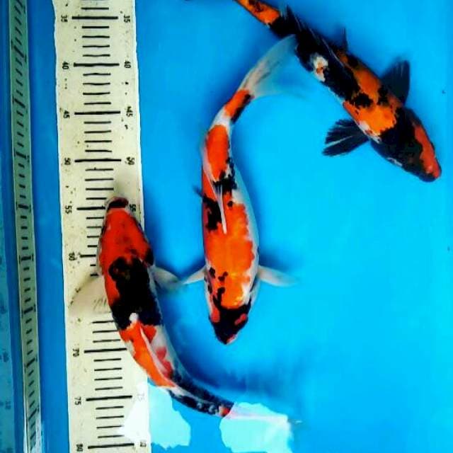 Showa 34-36 cm