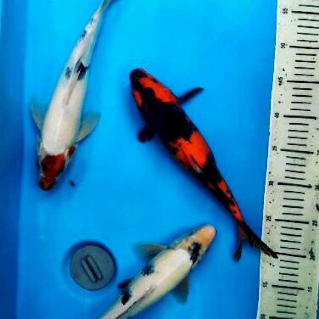 Mix Utsuri, Shiro, Tancho.. 32-35 Cm