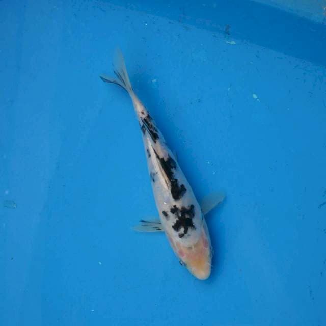 Bekko Aragoke F1