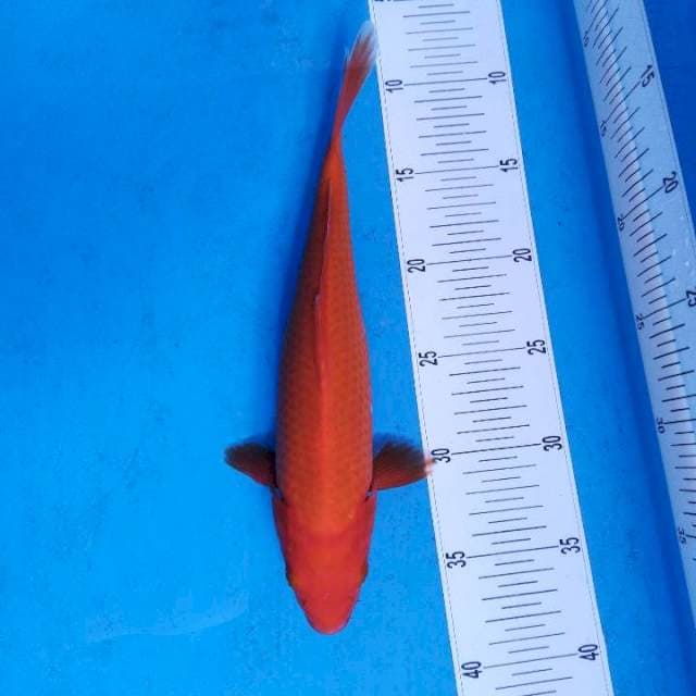 Benigoi 30cm f1