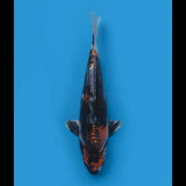 Kin Showa F1 - 33cm Male