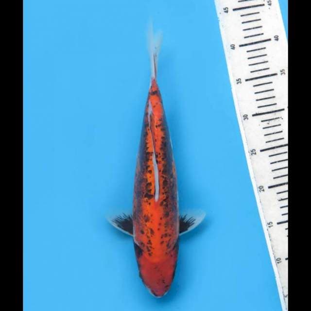 Beni Kumonryu Tategoi - 34cm Male