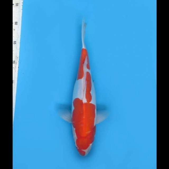 Kohaku Doitsu Mulus - 31cm