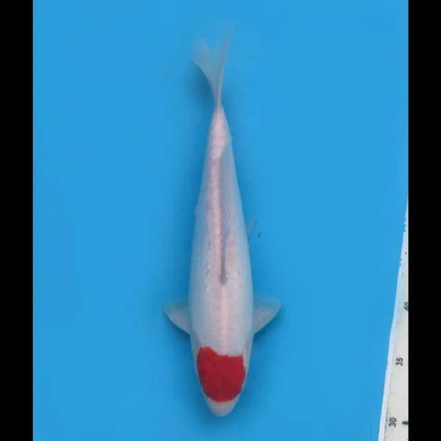 Tancho Kohaku Doitsu - 31cm