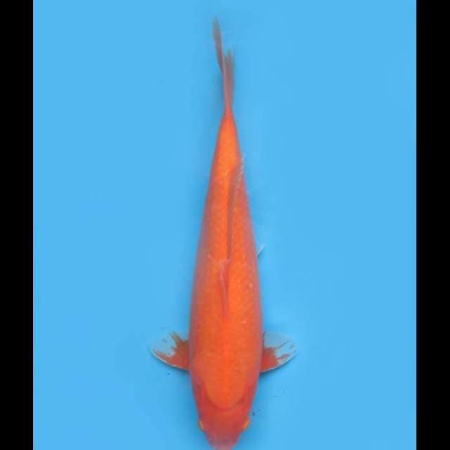 Aka Hajiro Jumbo - 44cm