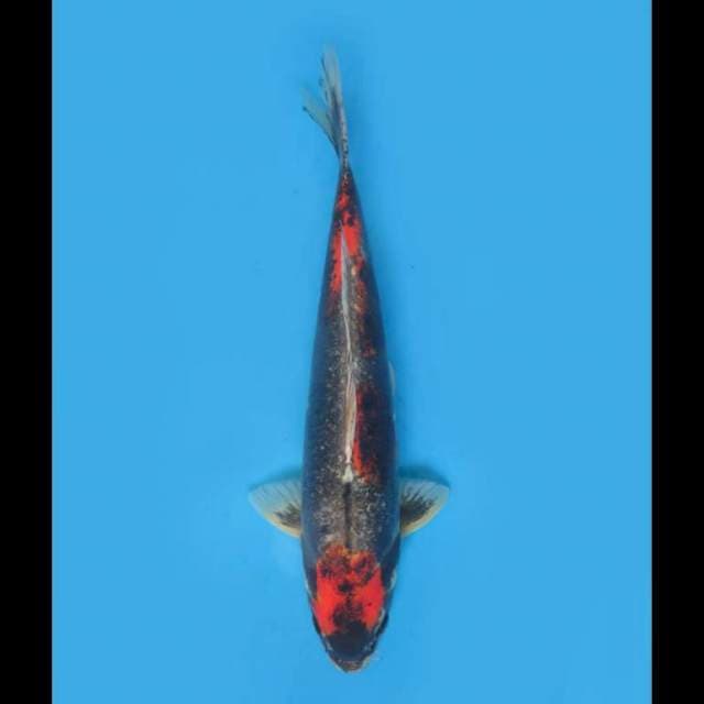 Jumbo F1 Beni Kumonyu - 45cm