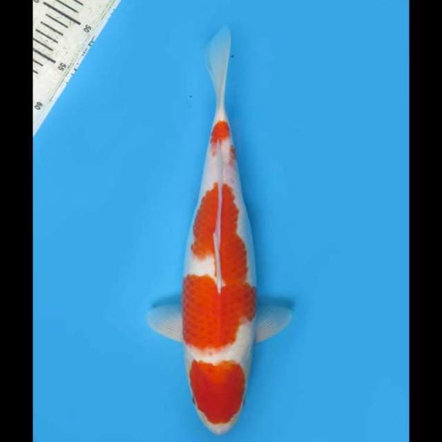 Maruten Kohaku - 38cm