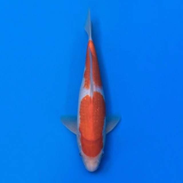 kohaku nidan HQ 25cm