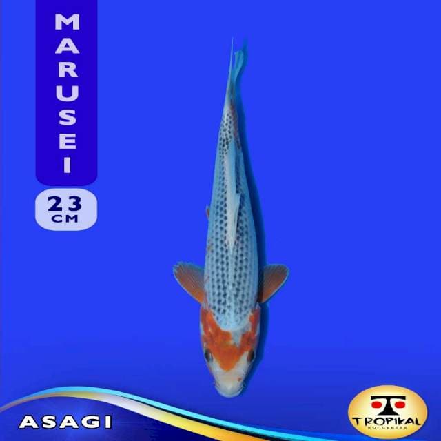 Asagi (Marusei Farm) 23cm. Import & Breeder Sertifikat