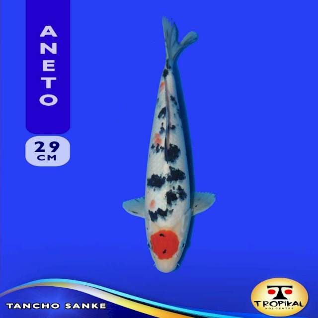 Tancho Sanke (Aneto Farm) 29cm. Import & Breeder Sertifikat