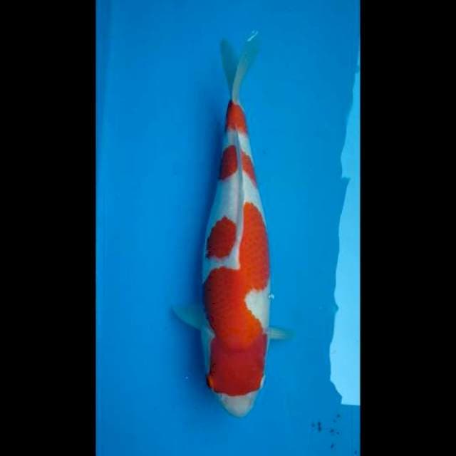 Kohaku