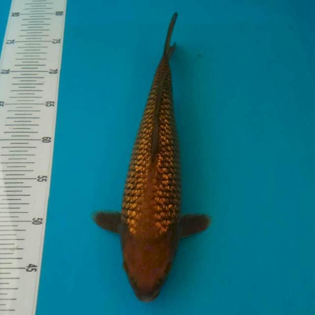 Chagoi ginrin 34cm