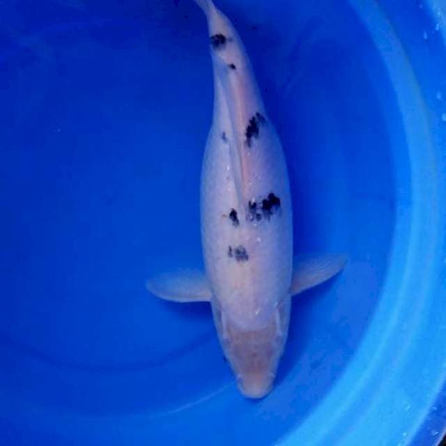 Bekko 35cm