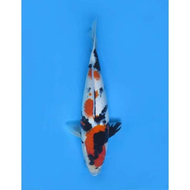 Showa Sanshoku HQ, 40cm - Female
