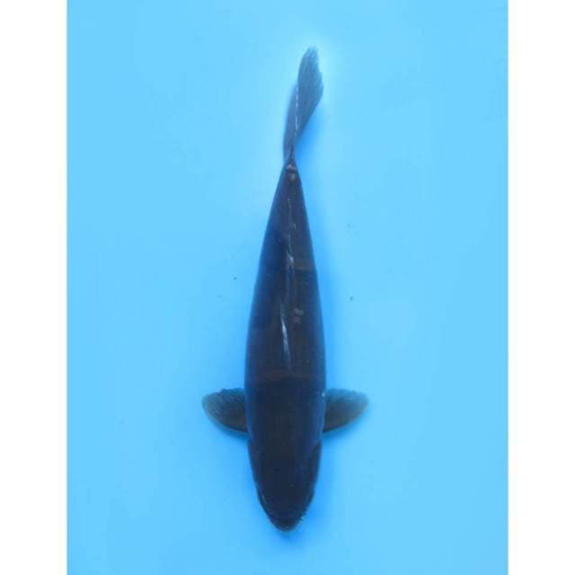 Karasu, 41cm