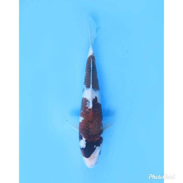 Goromo, 32cm