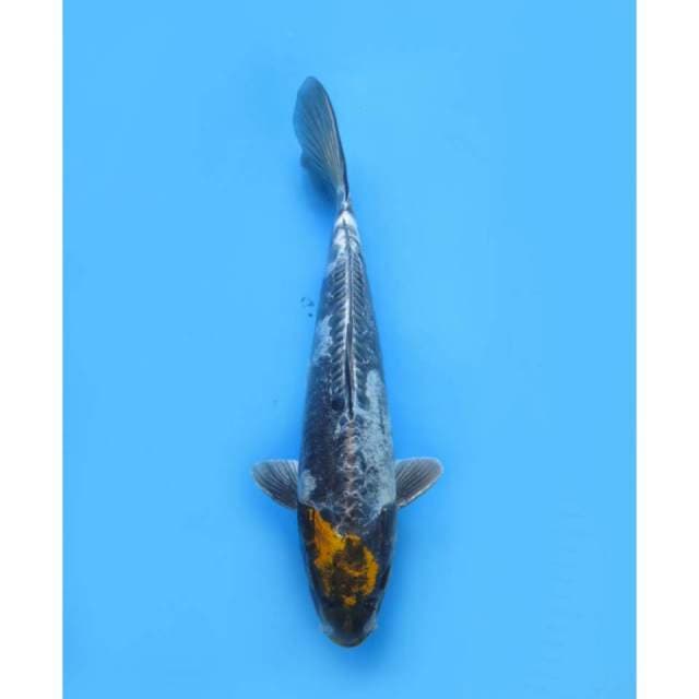 Beni Kinkokryu, 30cm