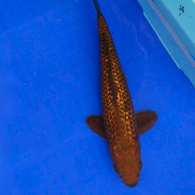 Golden Dragon 29cm