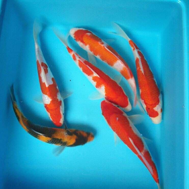 MIX KOI PADANG