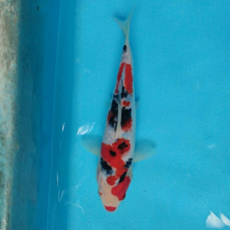 Sanke 22cm