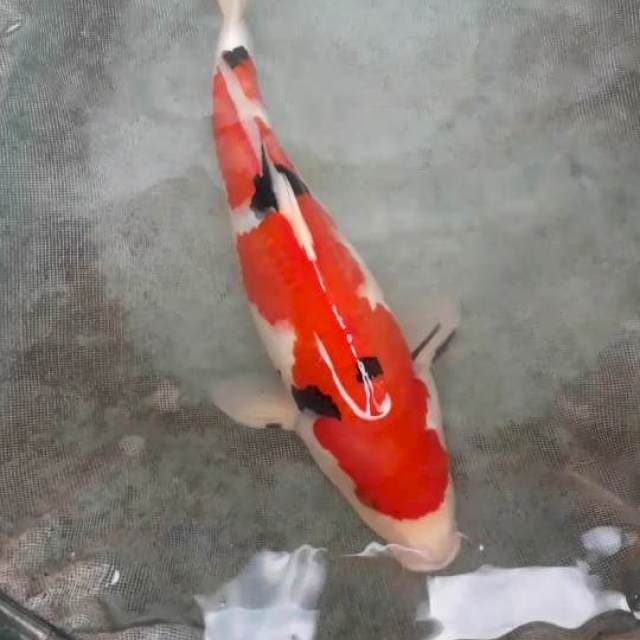 Sanke 30 cm
