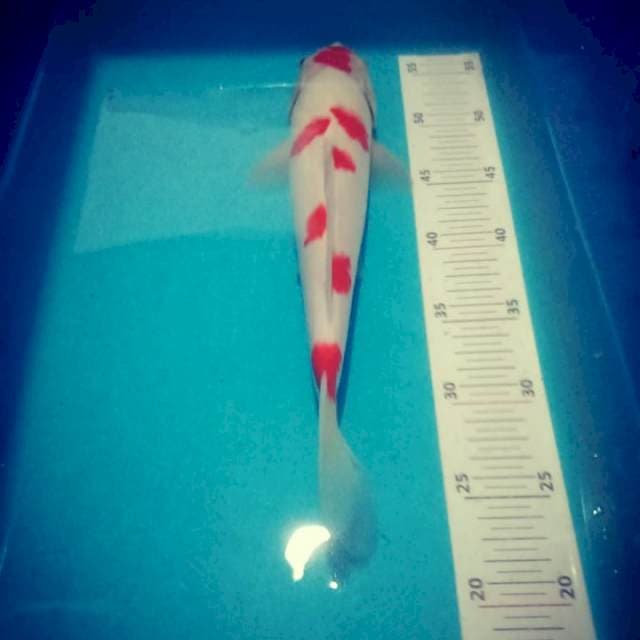 Kohaku bulky 35bu