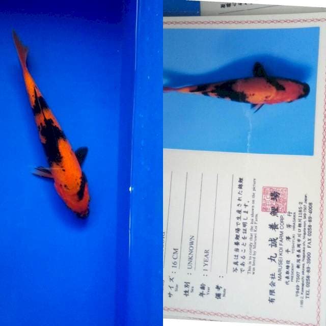 Hiutsuri import marusei