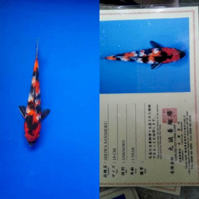 Showa import marusei