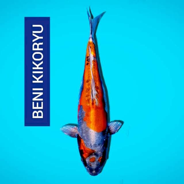 Beni kikoryu