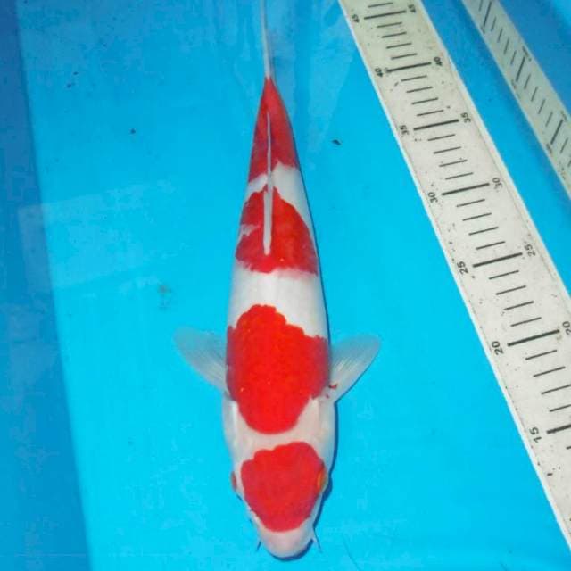 34cm KOHAKU merah merona