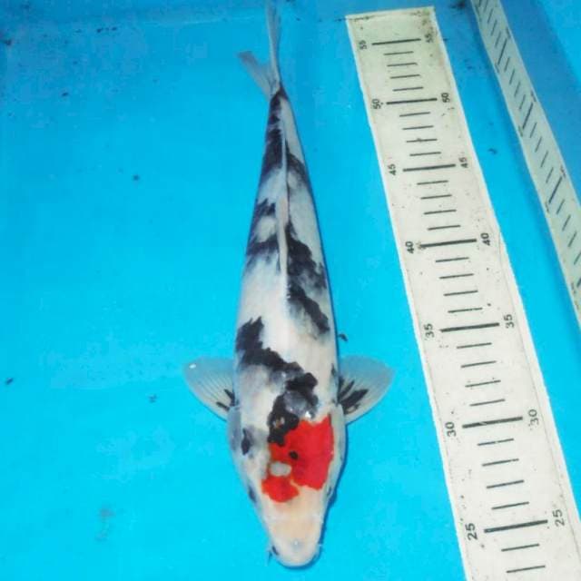 31cm TC SHOWA