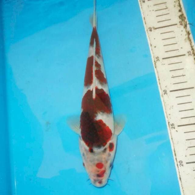 Goromo 30cm