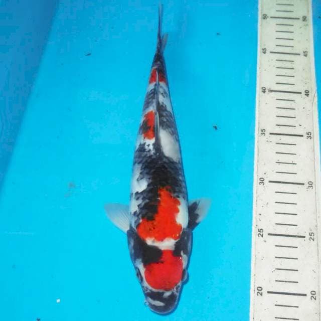 Showa 30 cm