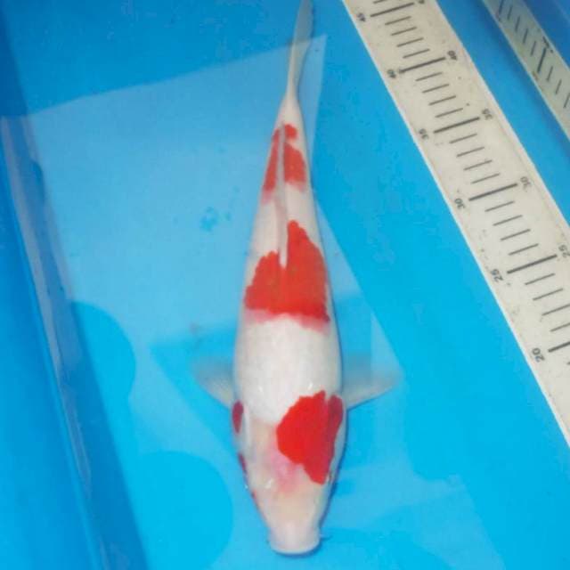 Kohaku 31 cm