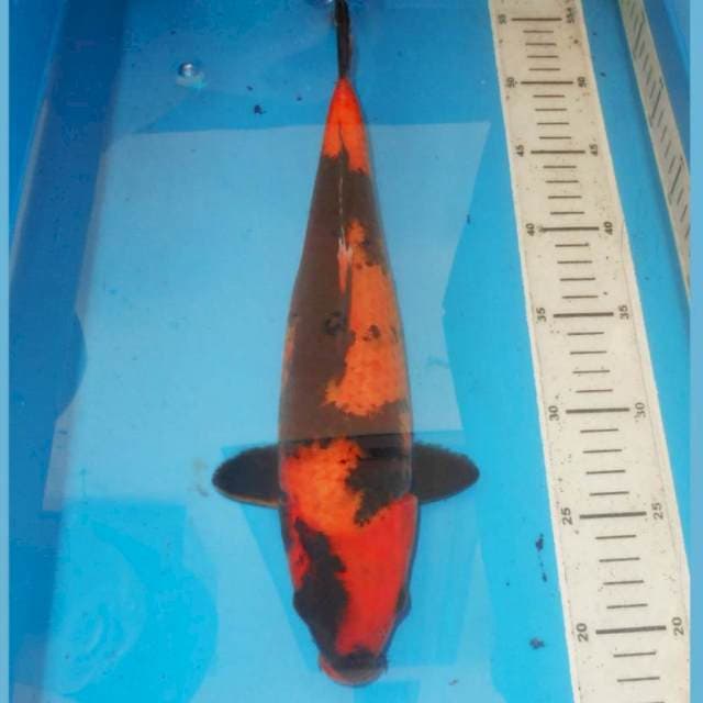 Utsuri 36 cm