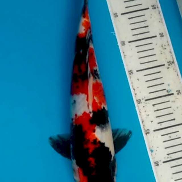 Showa 38 cm