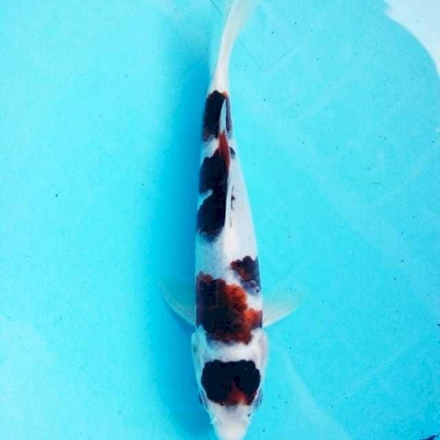 Budho goromo