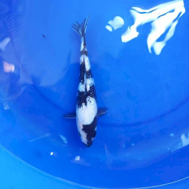 Shiro ginrin 25cm