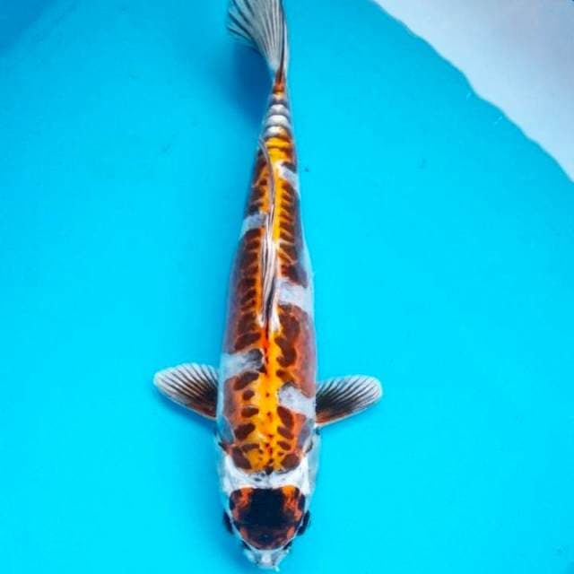 Kiko